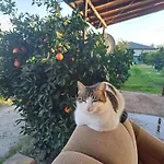 Ayla Vilă *