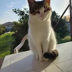Ayla Fethiye